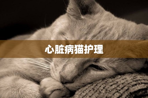 心脏病猫护理